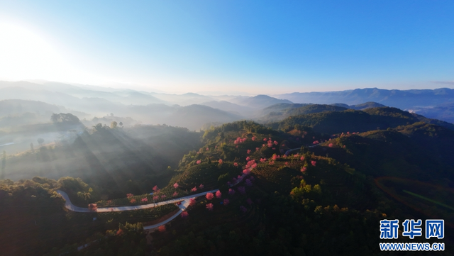 云南昌宁：冬樱花开美如画