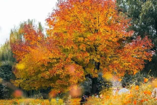 还在凑满减？这里的绝美秋景免费派送中——