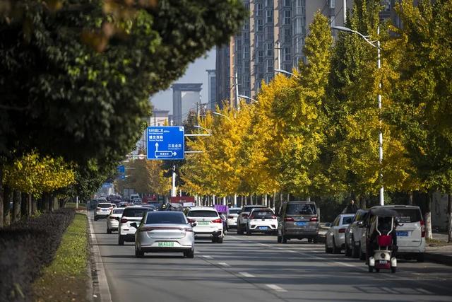 落叶缓扫，诗意长留！彭州的秋天被“绣”在了大地上