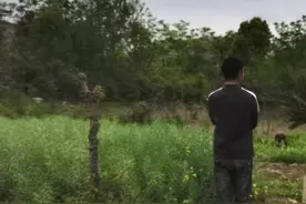 七旬老人被蜂蜇去世 摘马蜂窝的两兄弟因涉嫌过失致人死亡罪被提起公诉图片