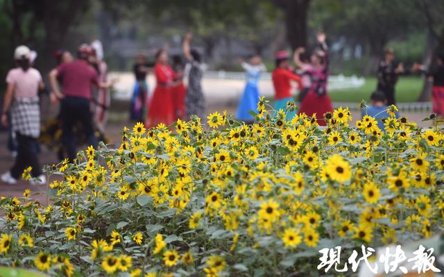 玄武湖2025秋花秋实展9月30日启幕，2万株向日葵邀您共赴“斑斓之约”