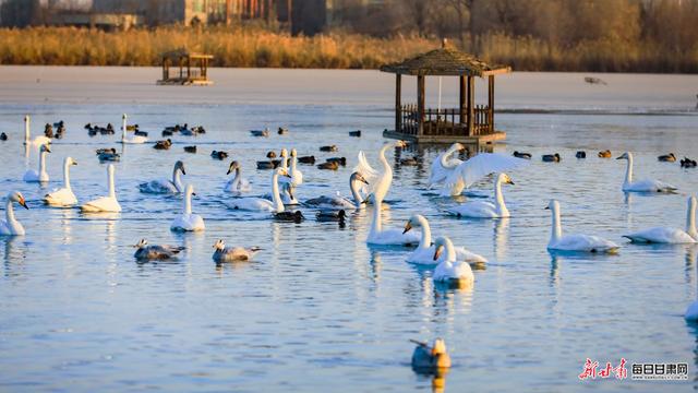 张掖湿地公园演绎初冬唯美景色