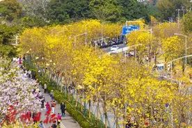 黄花盛放！海珠环岛路变“黄金海岸”图片