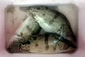 武汉本地夏天第一波鳜鱼终于出水，淡水鱼市场吹来“亲民”风图片