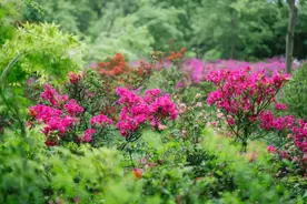 一起认识音乐里的“花”样旋律图片