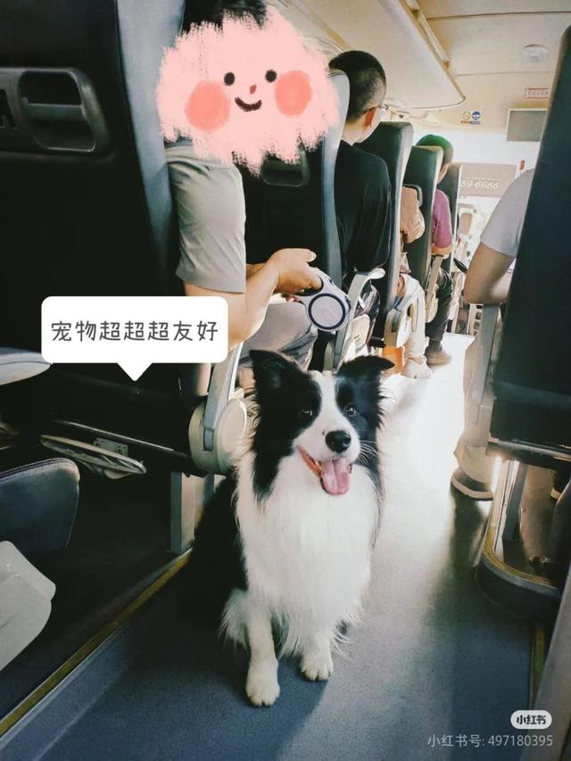 滑板耶耶帅气出街，打卡道家仙山！龙虎山宠物友好景区实锤了，快带上毛孩子来畅玩仙境福地！