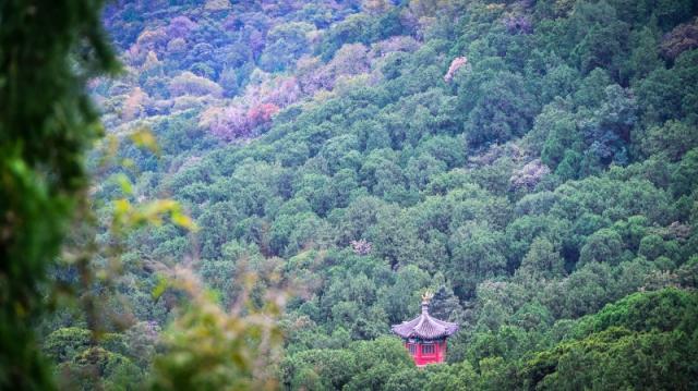 红叶今年红得晚！现在去香山赏彩叶，推荐去这几处点位
