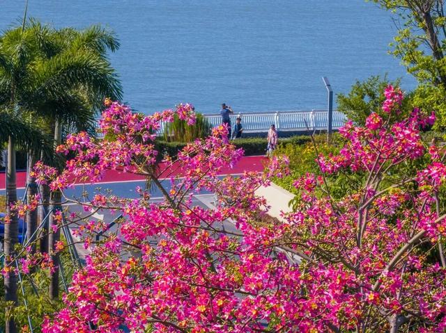 天气正好、花正开，去看粉色的东莞！