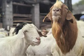 啃百草 食野果 喝山泉 伏牛山生态羊 山区群众致富的“喜羊羊”图片