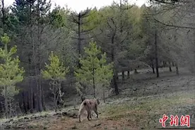 塞罕坝机械林场内发现国家二级保护动物猞猁图片
