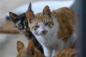 潮评丨流浪猫伤人案再审宣判，猫无知人有责图片