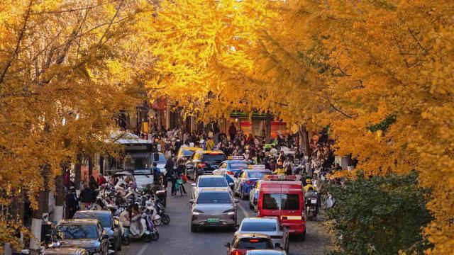 太出片了！昆明文林街变身浪漫银杏大道
