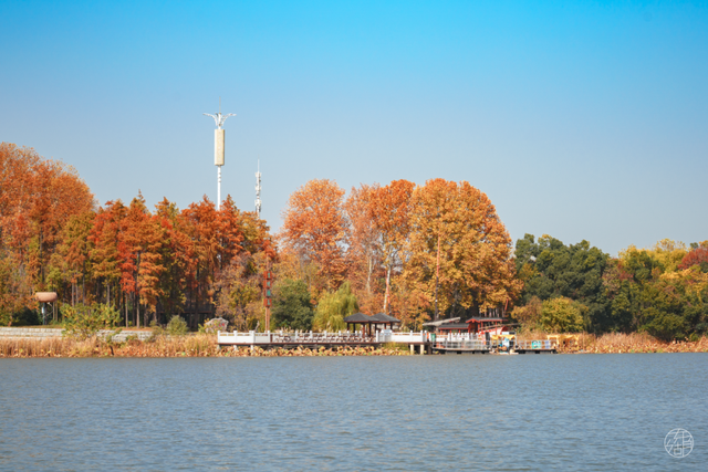 大雁伴飞、鱼鹰伴游，东湖生境雁岛全攻略来了！