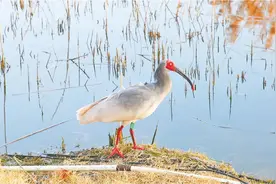162号159号，在黄三角成功野化放飞了图片