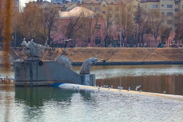 城阳区赏鸥打卡攻略和赏鸥线路请收好