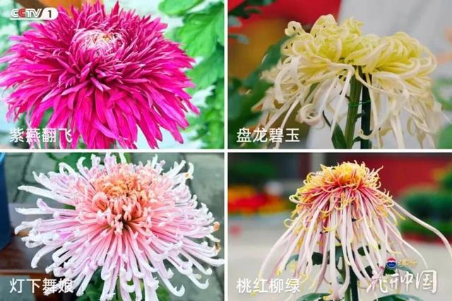 《花开中国》北京篇（上）：岁寒菊香 满城芳华