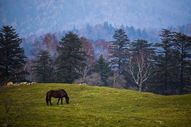 乘着高铁游白山 | “百区百景”打卡攻略之临江市老秃顶子景区