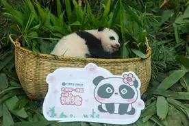 熊猫小宝贝又长大了！与大熊猫萌二代“妹猪”一起过团圆中秋图片