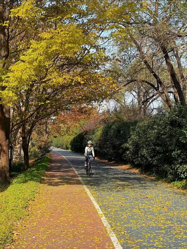 最佳季节！上海市中心也有人少景美骑行线