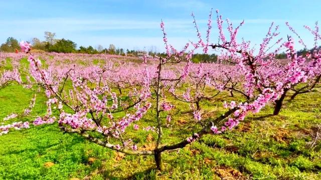 六安春季赏花地图发布！