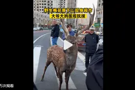 梅花鹿现身闹市大爷大妈围观抚摸，路人：附近山上有一群，不怕人图片