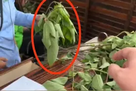 一枝树叶要价30元？湖州龙之梦动物园回应：投喂长颈鹿专属食物，五一假期有溢价图片