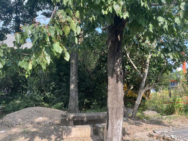 梅渚古村偶遇520年古樟和神奇拐枣树