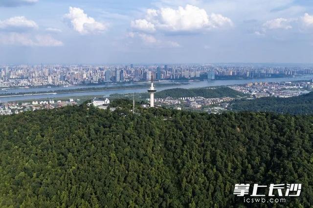 即将上新!岳麓山上见!