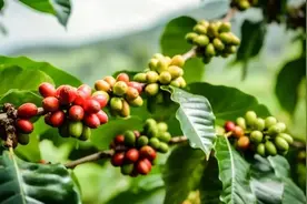 【美丽云南】一饮香醇 百年深耕——云南美物：云南咖啡图片