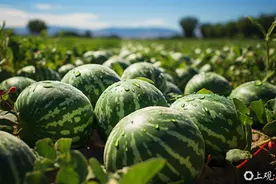 “验瓜师”是如何练成的？西瓜界“品鉴官”日验万斤，助好瓜畅销全国图片