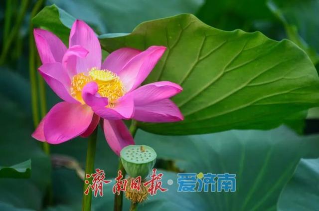 一年四季 泉在济南｜济南第39届荷花艺术节启幕，邀您共赏湖畔荷韵盛宴！