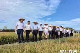 5‰盐水浓度下亩产327.2公斤！耐盐碱水稻研究取得新进展图片