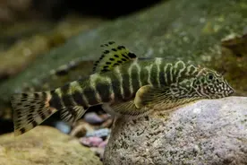 上海鱼类学家团队发现两稀有新物种：珠鳍爬岩鳅、绿斑爬岩鳅 属我国特有图片