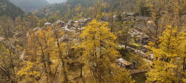 山村尽带黄金甲 古树银杏醉妥乐