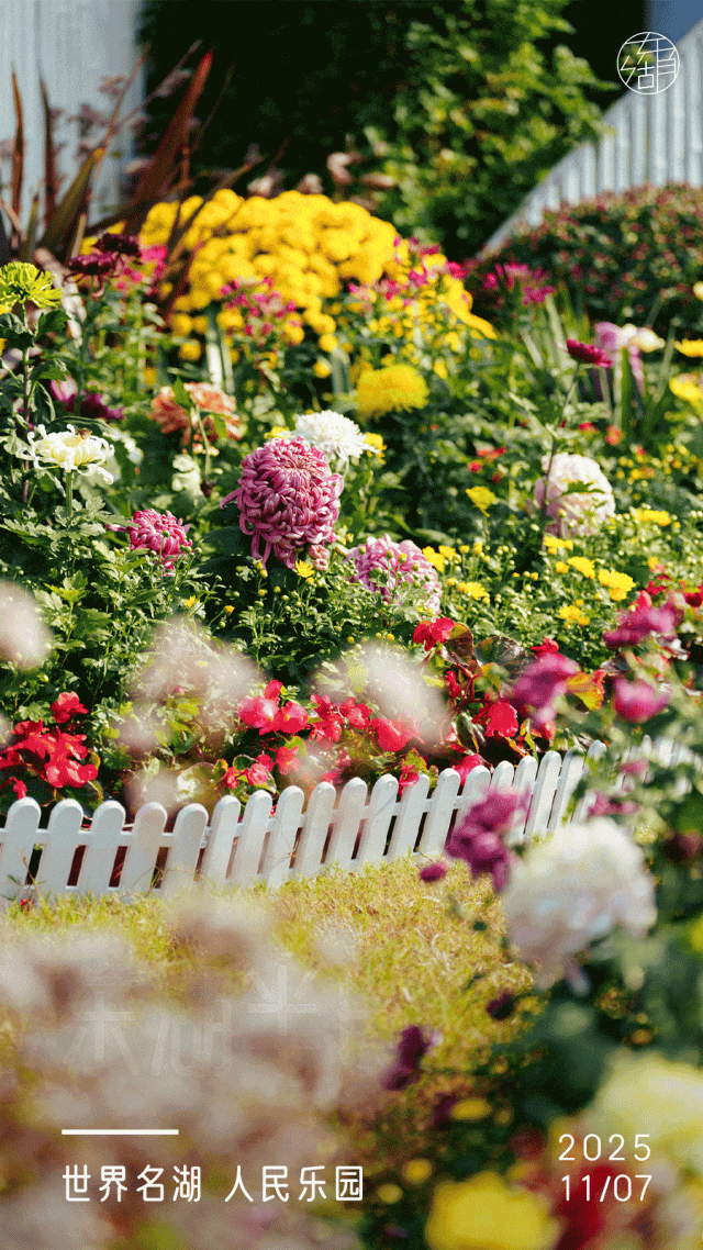 粉黛、菊展、芦苇正盛，东湖最美秋光上线！