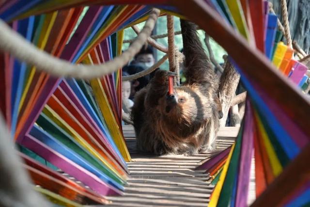 比电影还上头，重庆现实版“疯狂动物城”，超好逛！