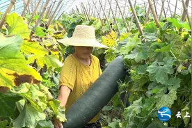 河南太康：冬瓜“巨人”迎丰收  产业致富劲头足图片