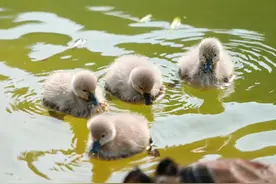 武汉一高校孵出8只黑天鹅宝宝已能觅食：学校曾专门种植黑麦草，供其父母食用图片