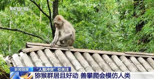 江苏一景区“月均6万元收编泼猴”引关注 “人猴冲突”如何解决？