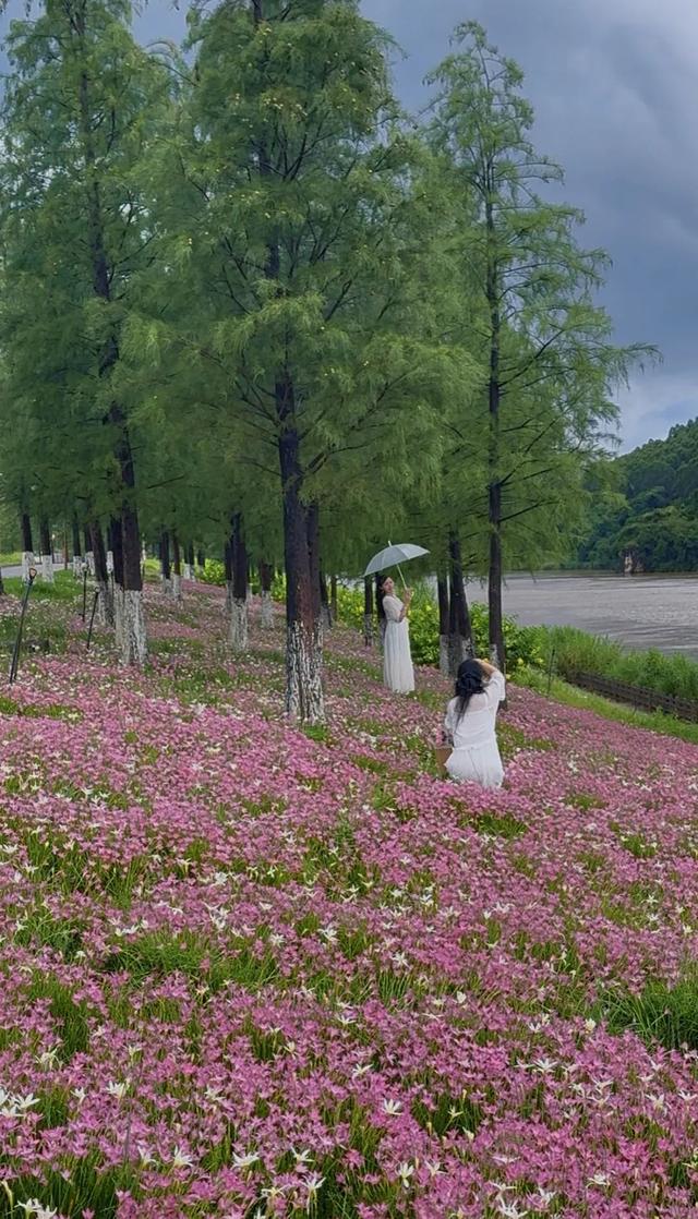 追花人出动！南宁这片免费的花海，你一定想去拍大片→