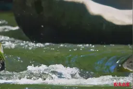 农夫山泉多元赋能马拉松：全品类补给与高效渠道护航图片