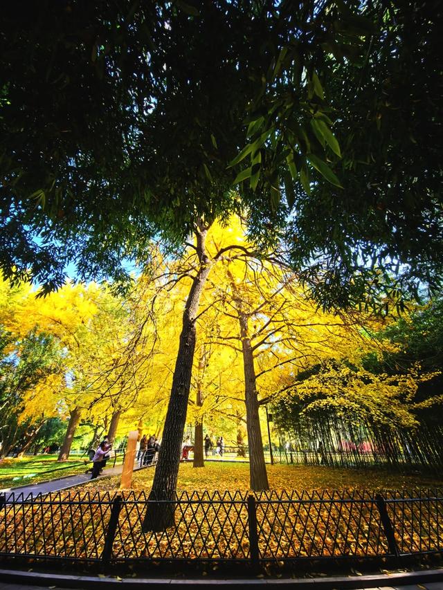 万里无云，阳光正好！周末到公园欣赏北京的秋