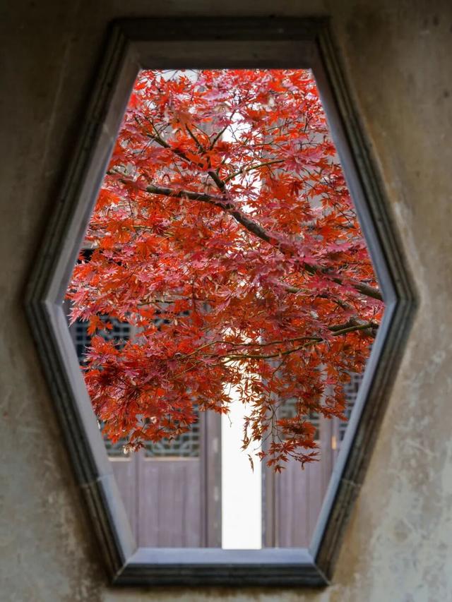 周末去打卡丨红了！吴江追“枫”宝典请收藏