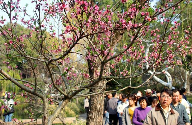 江苏苏州：拙政园桃花盛开醉游人