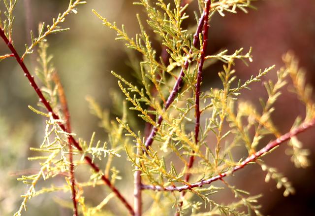 组图丨古浪县八步沙：人与自然的治沙画卷