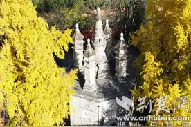 湖北襄阳：千年银杏披金甲 喜迎最佳观赏期图片