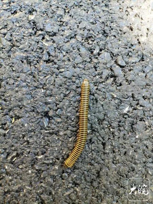 合肥大蜀山出现大量“怪虫”？专家：无害，不用怕