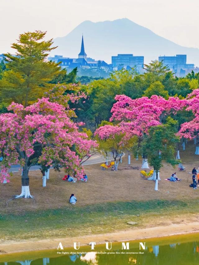 最美松湖 | 这棵“顶流”异木棉到底有多顶？