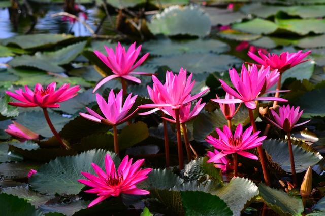 海南三亚：冬季莲花令人赏心悦目