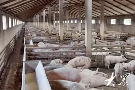 产能释放+消费疲软，2025年山东猪业将面临双重考验图片